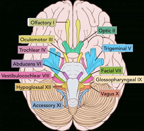 neringakrizuete|Neurology (Brain & Nerves) .